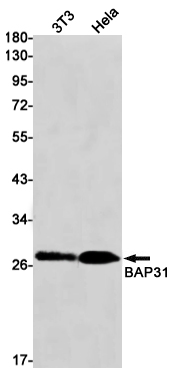 BAP31 Rabbit mAb