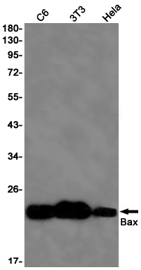 Bax Rabbit mAb