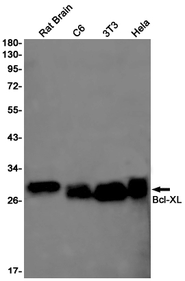 Bcl-XL Rabbit mAb