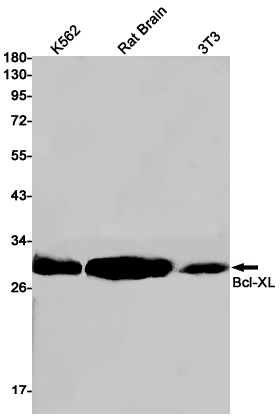 Bcl-XL Rabbit mAb