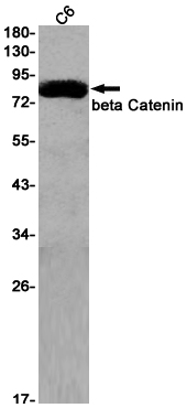 beta Catenin Rabbit mAb