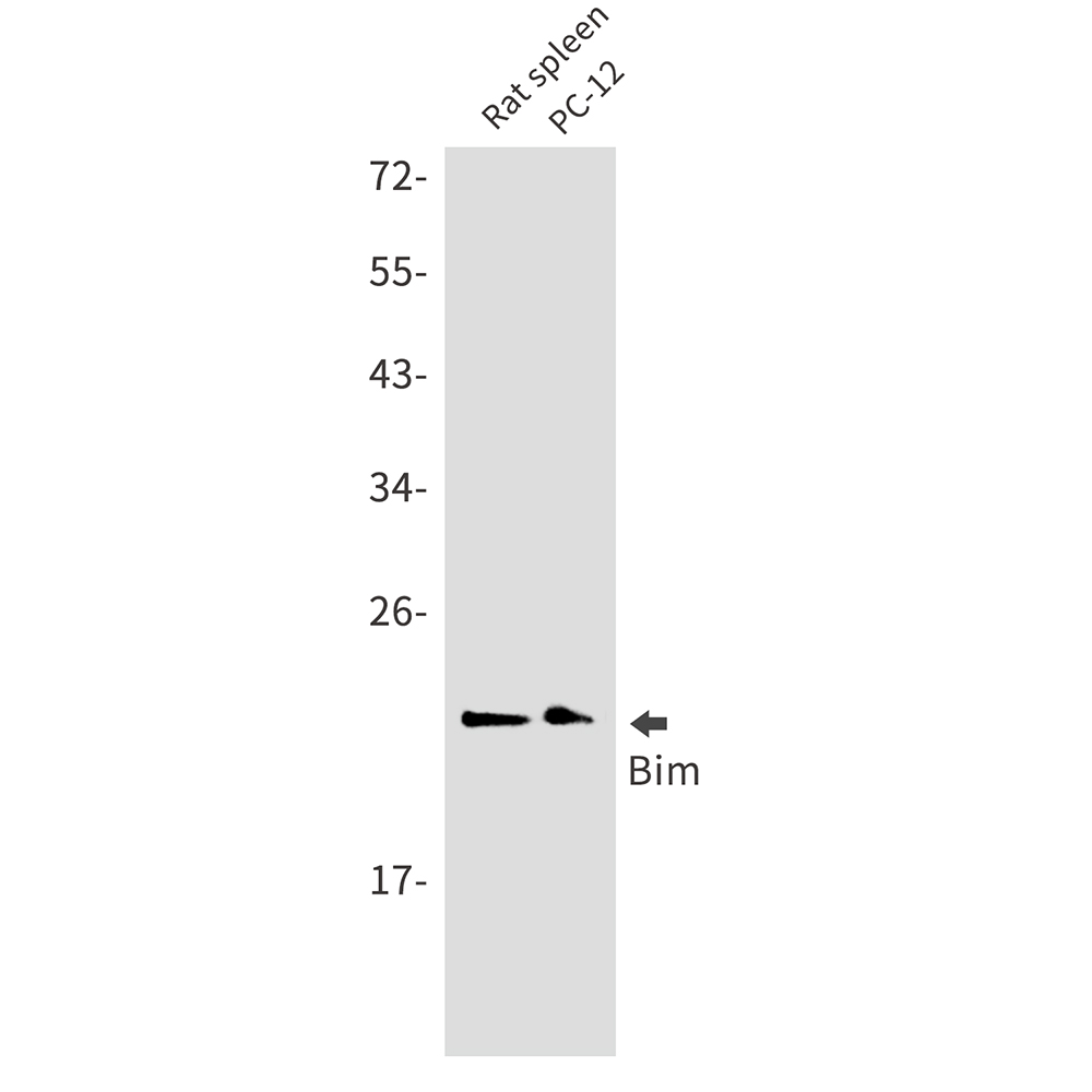 Bim Rabbit mAb