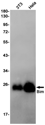 Bim Rabbit mAb