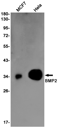 BMP2 Rabbit mAb