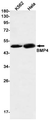 BMP4 Rabbit mAb