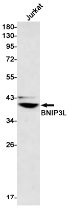 BNIP3L Rabbit mAb