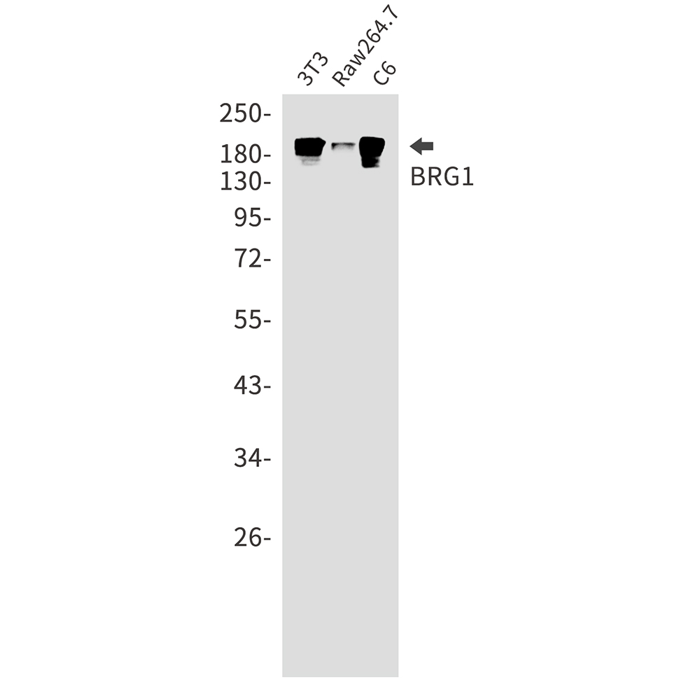 BRG1 Rabbit mAb