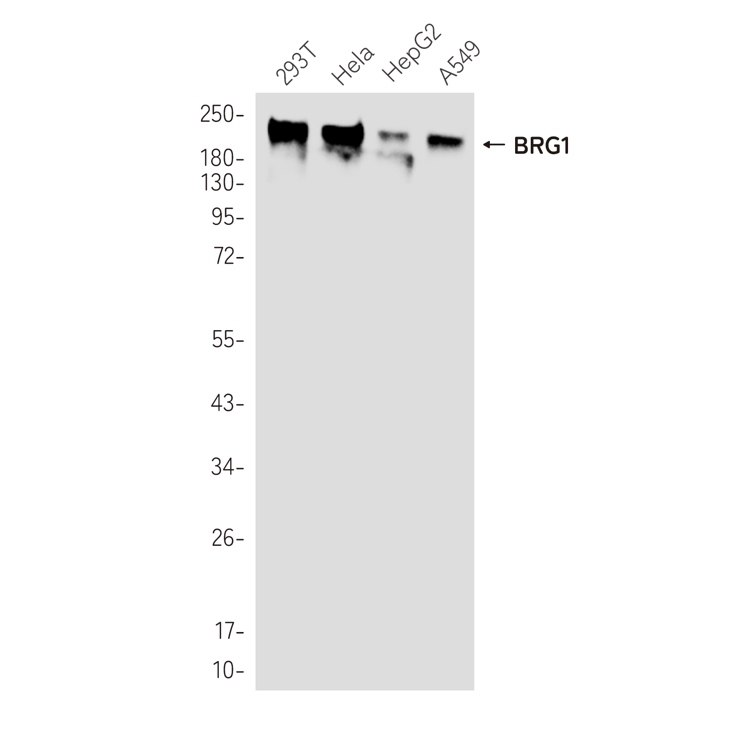 BRG1 Rabbit mAb