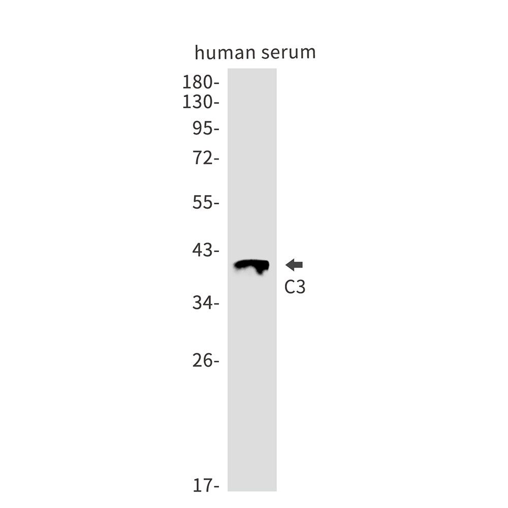 C3 Rabbit mAb