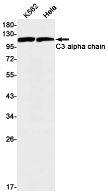 C3 Rabbit mAb