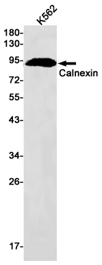 Calnexin Rabbit mAb