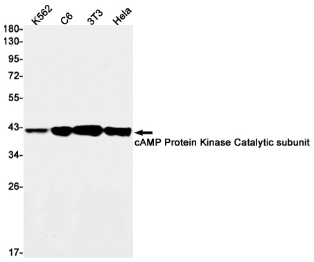 cAMP Protein Kinase Catalytic Subunit Rabbit mAb