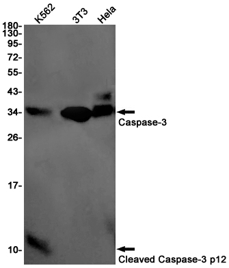 Cleaved-Caspase 3 p12 Rabbit mAb