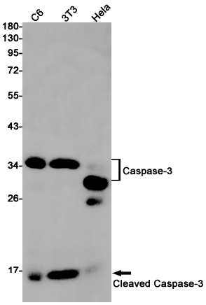 Cleaved-Caspase 3 p17 Rabbit mAb