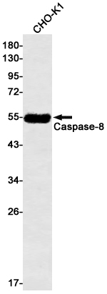 Caspase 8 Rabbit mAb