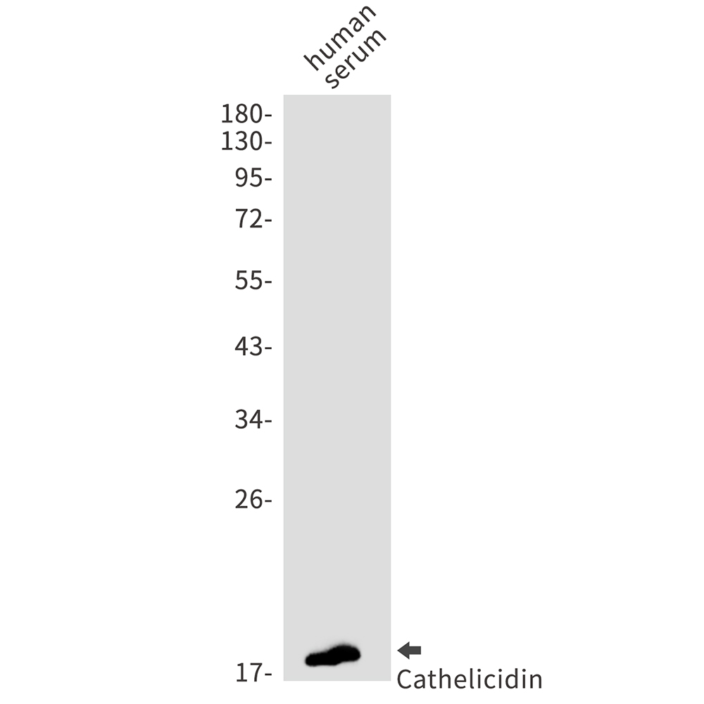 Cathelicidin Rabbit mAb