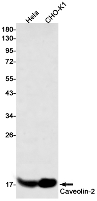 Caveolin 2 Rabbit mAb