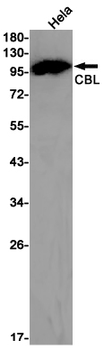 CBL Rabbit mAb