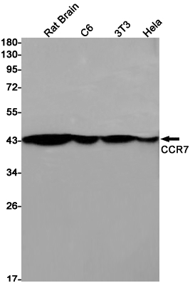 CCR7 Rabbit mAb