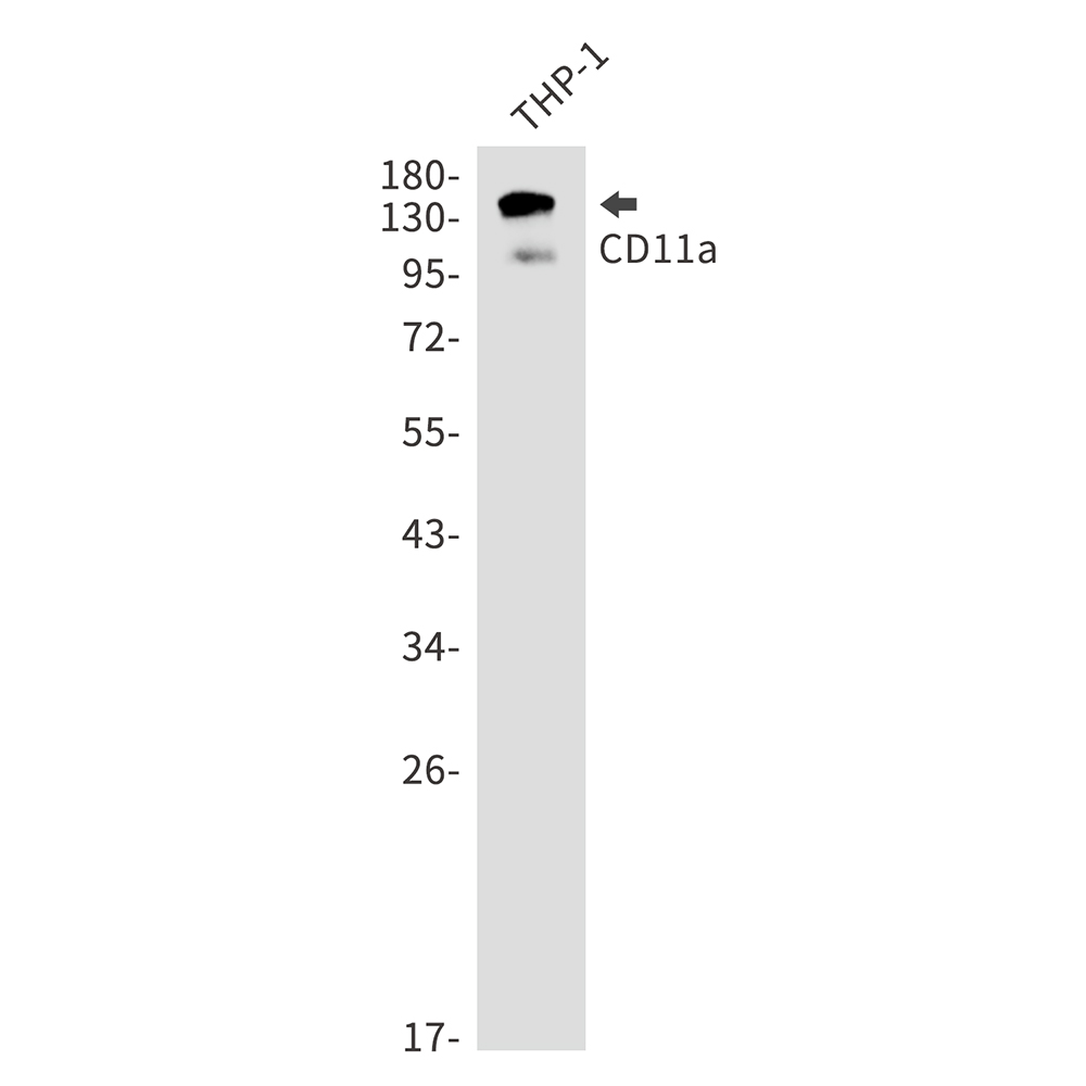 Integrin alpha L Rabbit mAb