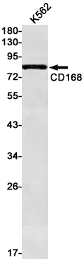 CD168 Rabbit mAb