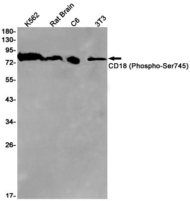 Phospho-CD18 (Ser745) Rabbit mAb