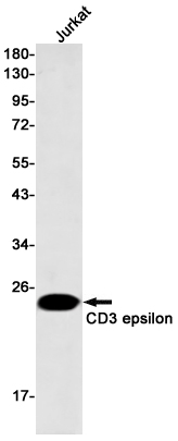 CD3 epsilon Rabbit mAb