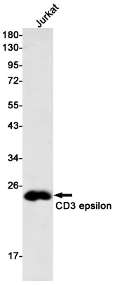 CD3 epsilon Rabbit mAb