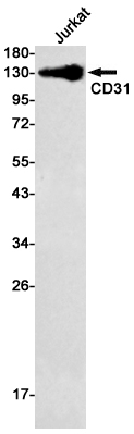 CD31 Rabbit mAb