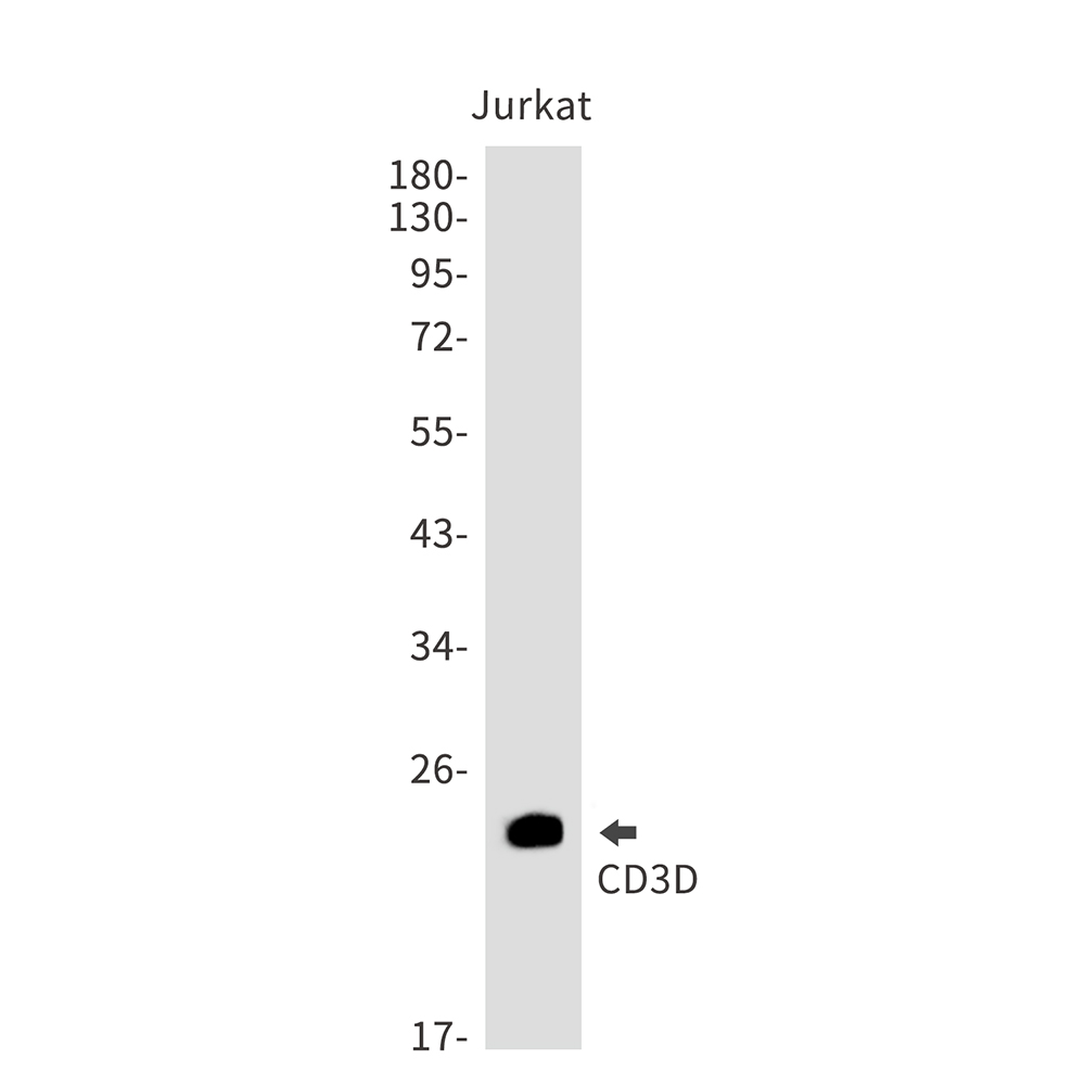 CD3D Rabbit mAb