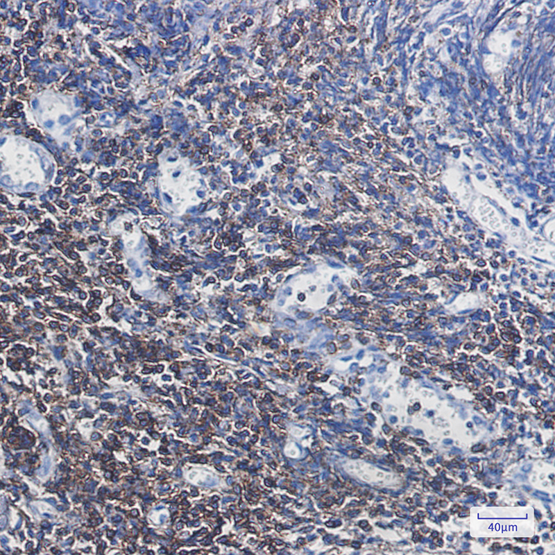 CD3G Rabbit mAb