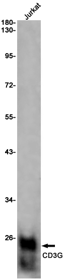 CD3G Rabbit mAb