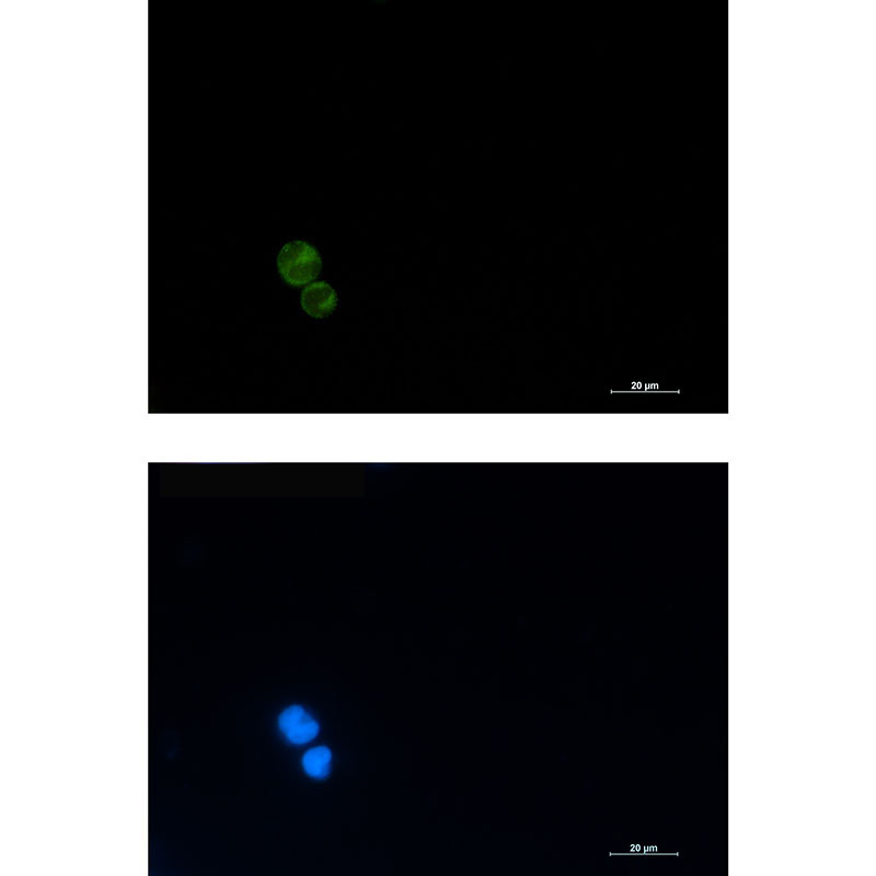 CD3G Rabbit mAb