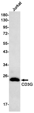 CD3G Rabbit mAb