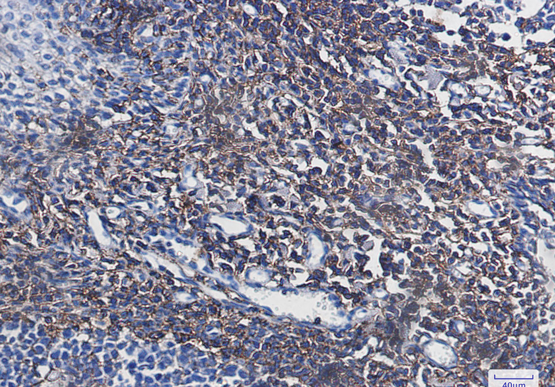 CD44 Rabbit mAb