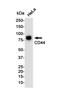 CD44 Rabbit mAb