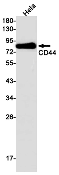 CD44 Rabbit mAb