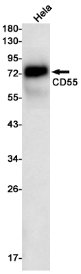 CD55 Rabbit mAb