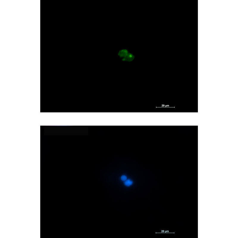 CD7 Rabbit mAb