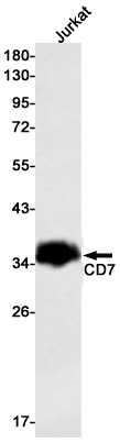 CD7 Rabbit mAb