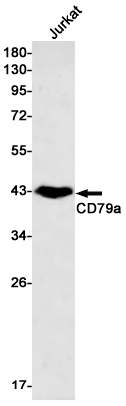 CD79a Rabbit mAb