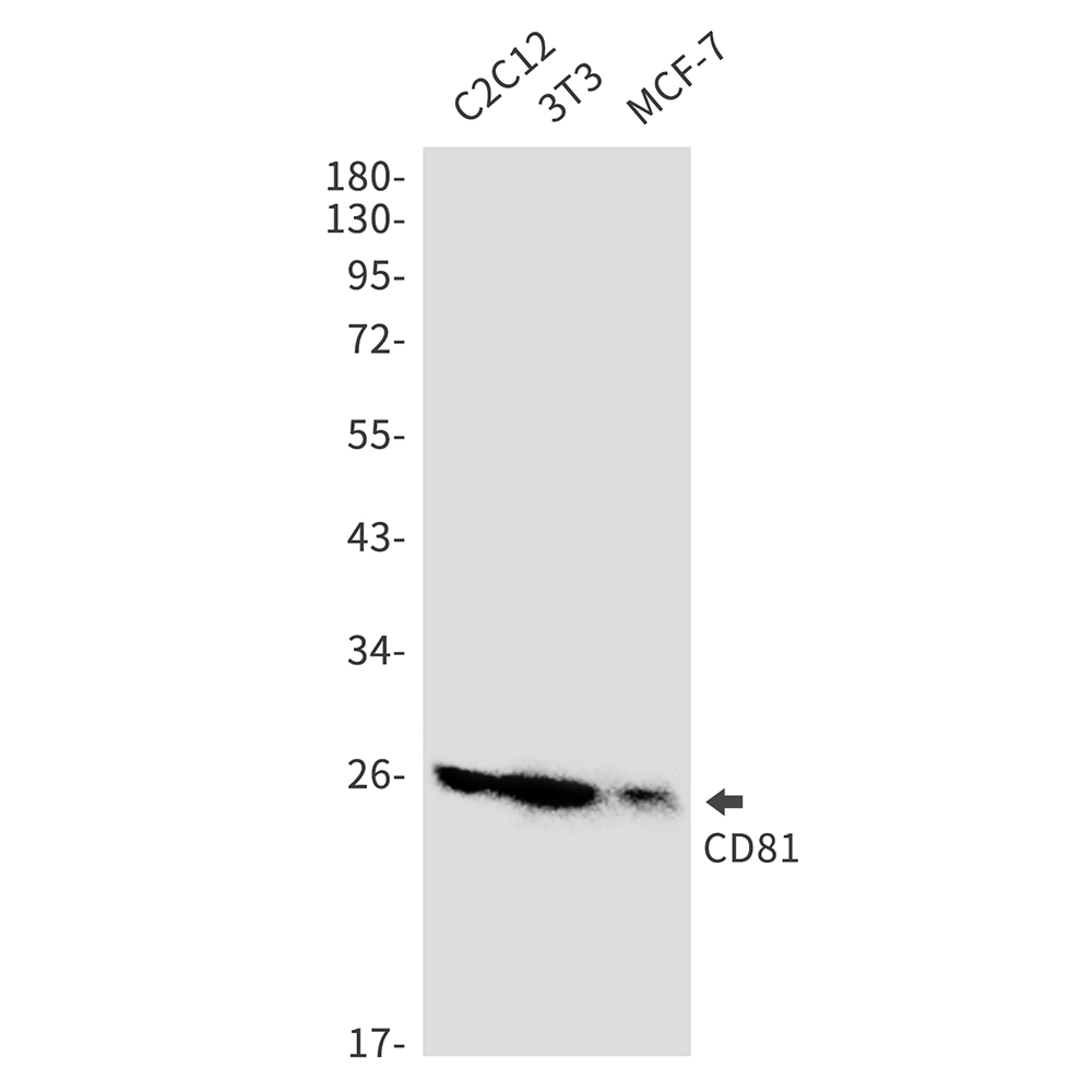 CD81 Rabbit mAb