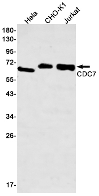 CDC7 Rabbit mAb