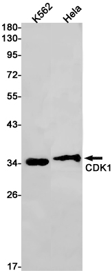 CDK1 Rabbit mAb