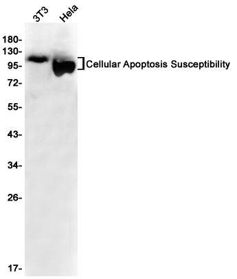 Cellular Apoptosis Susceptibility Rabbit mAb