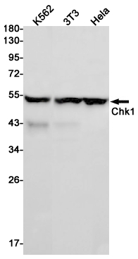 Chk1 Rabbit mAb