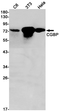 Chk1 Rabbit mAb