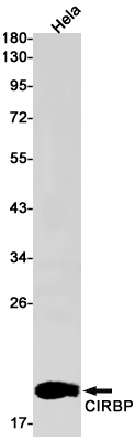 CIRBP Rabbit mAb