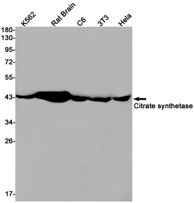 Citrate Synthetase Rabbit mAb