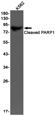 Cleaved-PARP1 Rabbit mAb